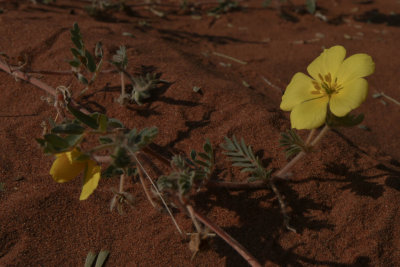 Sossusvlei