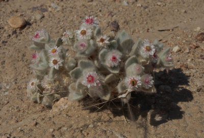 Helichrysum roseo-niveum, Welwitschia drive (Swakopmund)