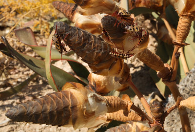 Odontopus sexpunctatus on Welwitschia cones