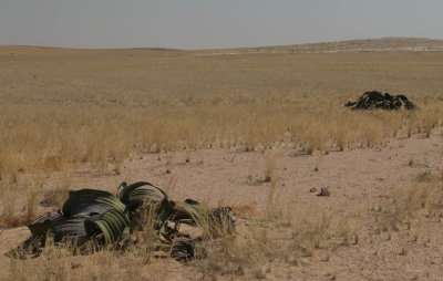 Welwitschia mirabilis,  Welwitschia drive (Swakopmund)