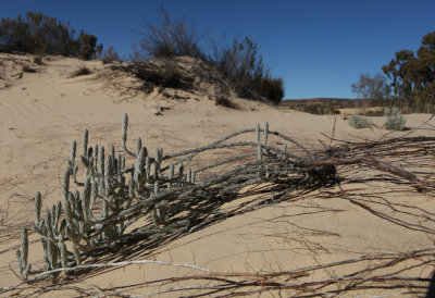 Dischisma tomentosum , Katbakkies (Swartruggens conservacy, Klein Cedarberg)