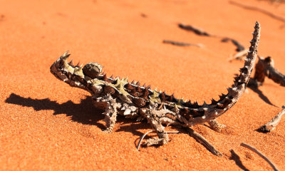Western Australia 2012