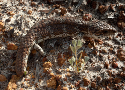 Tiliqua rugosa, Fitzgerald river NP