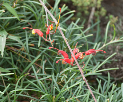 Grevillea nudiflora, Fitzgerald River NP