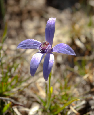 Pheladenia deformis, Cranbrook