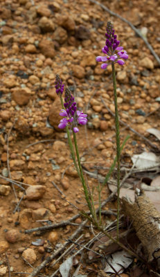 Comesperma sp. near Denmark