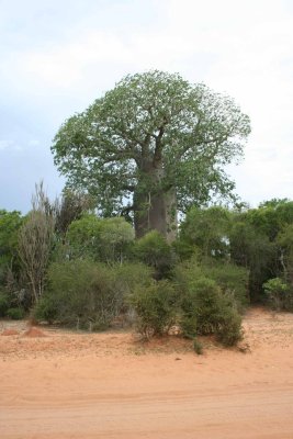 Adansonia za, Road Tsihombe - Beloha near Beloha 10 december 2007 56.JPG