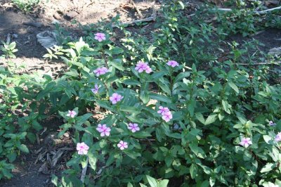 The famous Vinca rosea: a local weed, Fort Dauphin  XII 2007 13.jpg