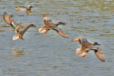 Northern Shoveler