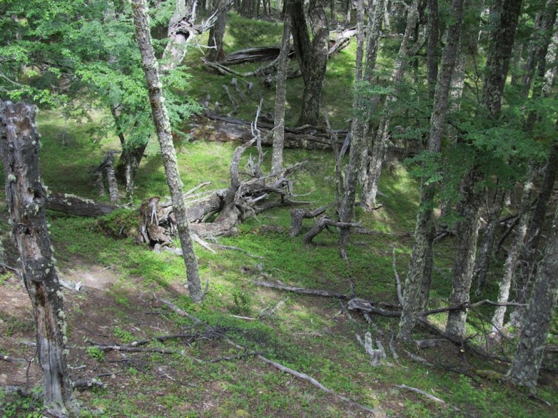 ...and beech forest