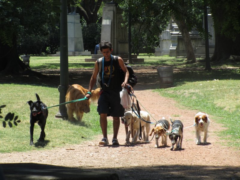 Buenos Aires famous dogwalkers...