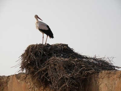 storks are revered in Marrakech...