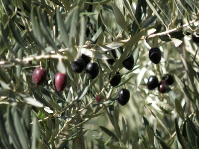 olives among the date palms