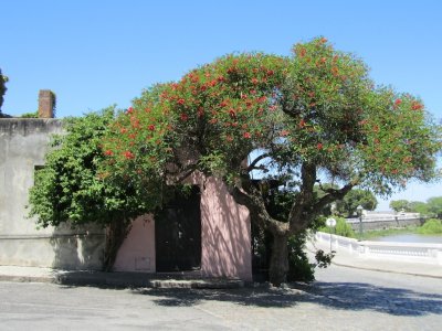 a ceibo tree, with the national flower of Uruguay
