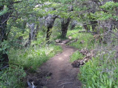a surprising small wooded section at the saddle