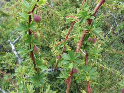 the calafate bush (Magellan barberry) which gives the town its name