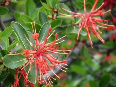 the notro (chilean firetree), which lights up the Andean foothills