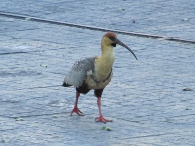 an area resident, the black-faced ibis