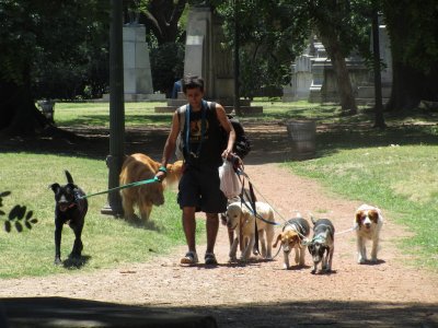 Buenos Aires' famous dogwalkers...