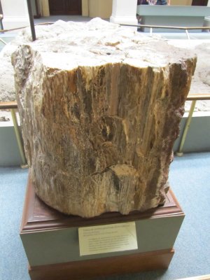 a petrified conifer from Chubut