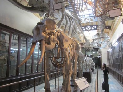 downstairs in the hall of comparative osteology