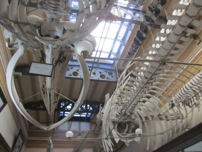 comparing structures of whales and the building
