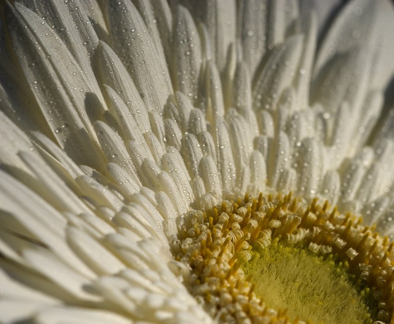 Daisy
