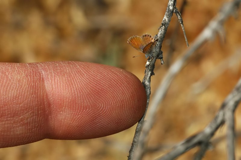 Western Pygmy Blue