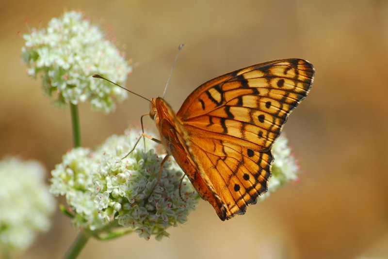 Variegated Fritillary on Flat-top Buckwheat