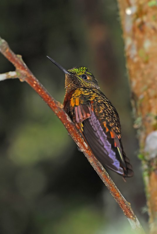 Chestnut-breasted Coronet 8