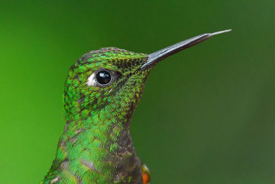 Buff-tailed Coronet Portrait