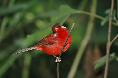 Red Warbler 3