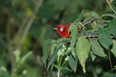 Red Warbler 5