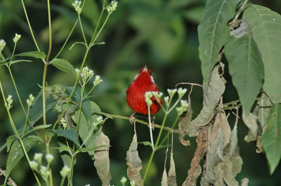Red Warbler 6