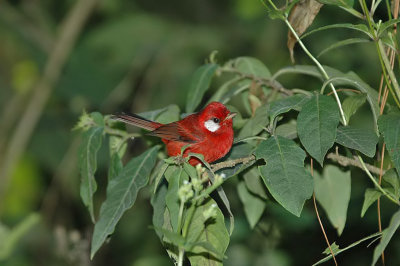 Red Warbler 7