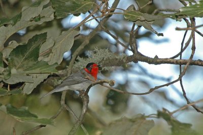 Red-faced Warbler 2