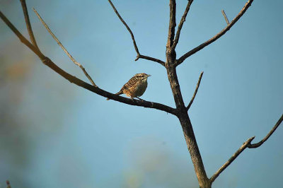 Spotted Wren 2