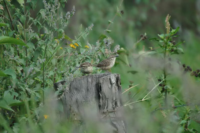 Spotted Wren Pair