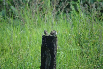 Spotted Wren Trio