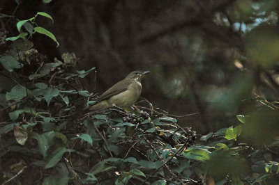 White-throated Robin (Thrush)