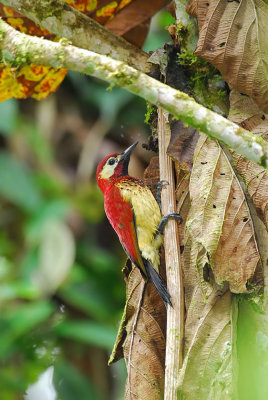 Crimson-Mantled Woodpecker