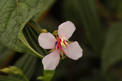 Trailside Flower