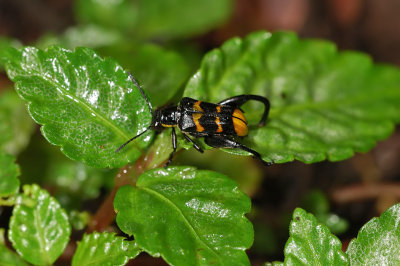 Spiky-legged Beetle