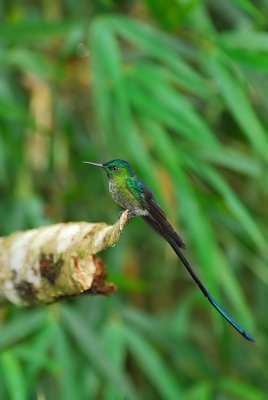 Long-Tailed Sylph