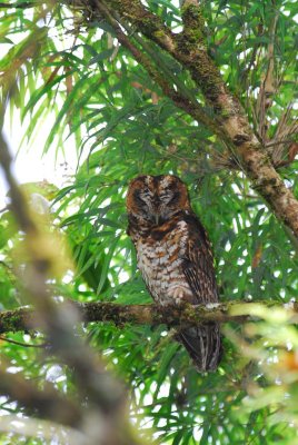 Rufous-Banded Owl