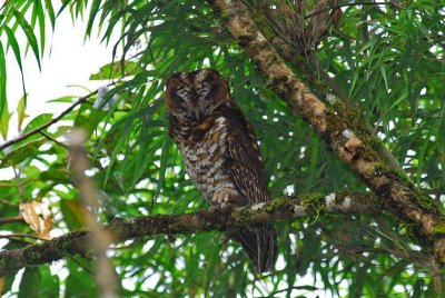 Rufous-Banded Owl 2