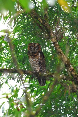 Rufous-Banded Owl 3