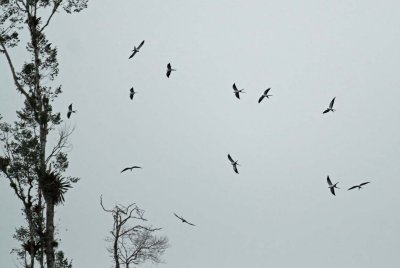Swallow-Tailed Kites