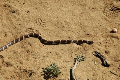 California King Snake in Sand