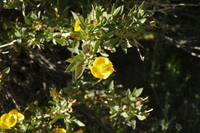 California Bush Poppy